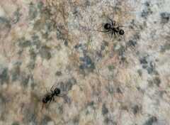 Formicinae
