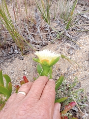 Carpobrotus