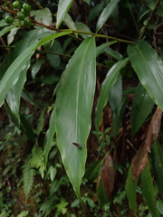 Alpinia intermedia