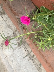 Portulaca