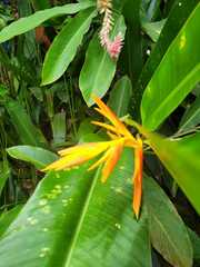 Heliconia psittacorum
