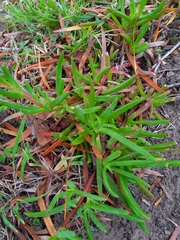 Lampranthus spectabilis