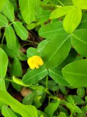 Arachis