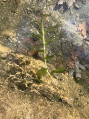 Potamogeton richardsonii