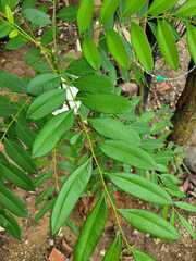 Simarouba