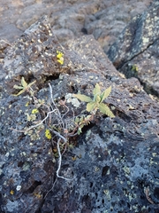 Chamaebatiaria millefolium