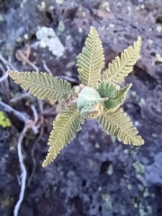 Chamaebatiaria millefolium