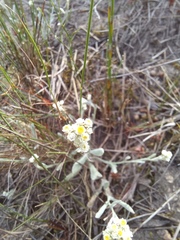 Helichrysum italicum