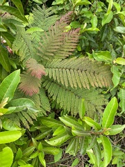 Jacaranda mimosifolia