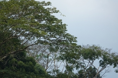 Buteogallus meridionalis