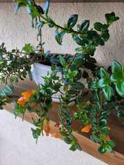 Nematanthus