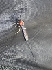 Calliephialtes grapholithae