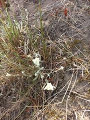 Helichrysum italicum