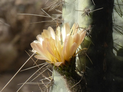 Corryocactus brevistylus