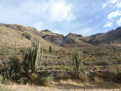 Corryocactus brevistylus