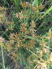 Cyperus sphaerospermus