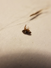 Ctenocephalides canis