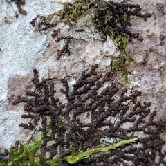 Frullania dilatata