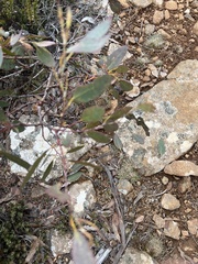 Eucalyptus coccifera