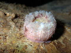 Aulactinia verrucosa