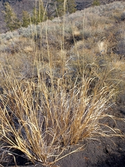Leymus cinereus