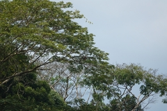 Buteogallus meridionalis