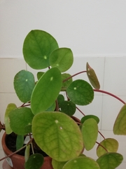 Pilea peperomioides