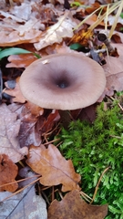 Pseudoclitocybe