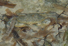 Callinectes marginatus