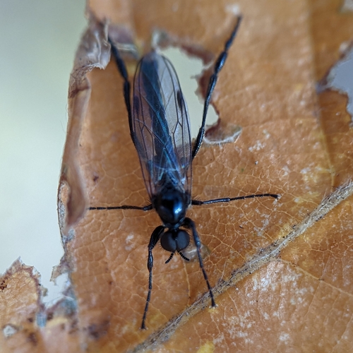 Bibio slossonae photo 5