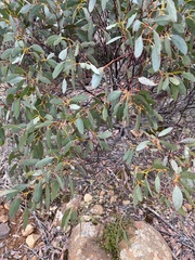 Eucalyptus coccifera