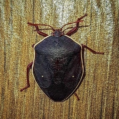Pentatomidae