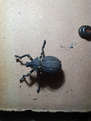 Brachycerus