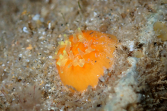 Balanophyllia regia