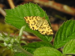 Pseudopanthera macularia