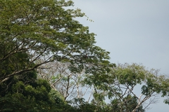 Buteogallus meridionalis