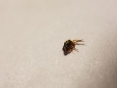 Ctenocephalides canis