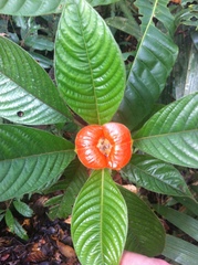 Palicourea tomentosa