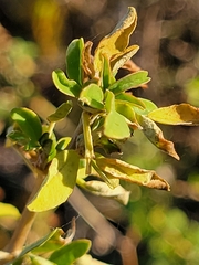Melilotus albus
