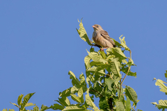 Emberiza hortulana