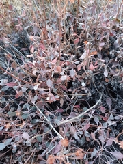 Eriogonum corymbosum
