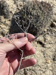 Dudleya edulis