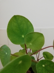Pilea peperomioides