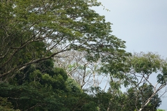 Buteogallus meridionalis