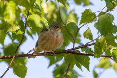 Emberiza hortulana