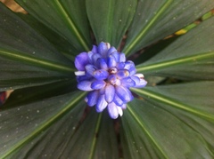 Dichorisandra thyrsiflora