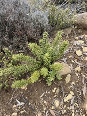 Orites revolutus