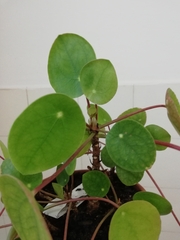 Pilea peperomioides