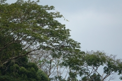 Buteogallus meridionalis