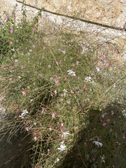 Gaura
